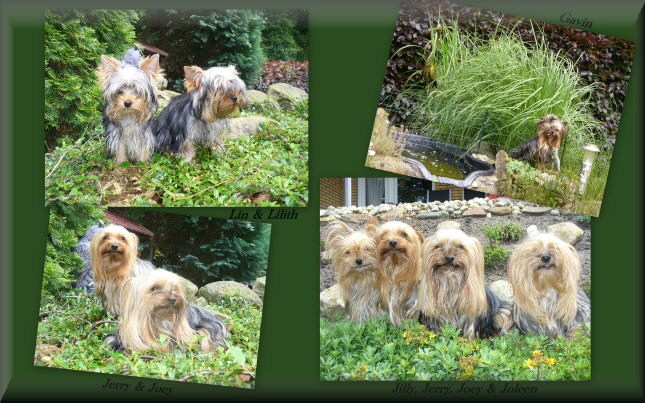 Collage Sythen 5.6.2014 3 k k